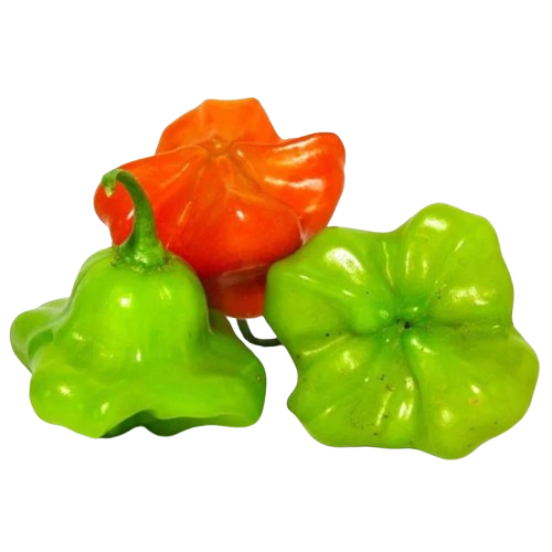 Pimenta Cambuci 8kg